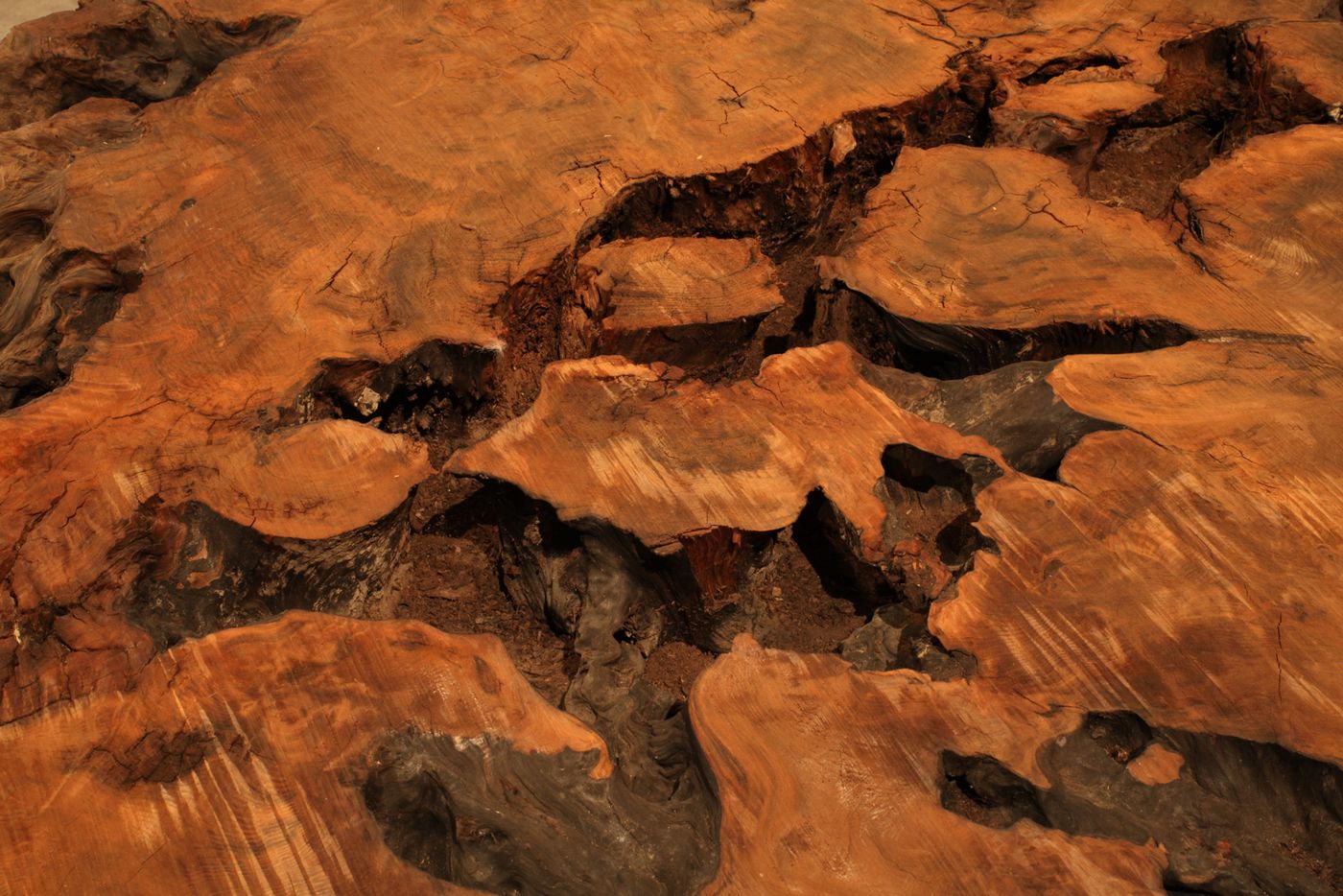 Close up of reclaimed redwood burl